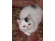 Pedigree Persian Exotic Kitten. Brown Tabby and White.....