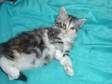 Beautiful Maine Coon kittens availible for loving indoor....