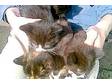 Fluffy Kittens,  5 adorable girls,  3x black & white, ....