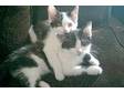 Kittens 2 black and white females,  10 weeks old,  would....