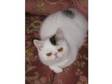 Pedigree Exotic Persian Kitten. Brown Tabby and White.....