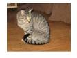 neutered male cat needs a good home. Grey tabby,  6yrs....