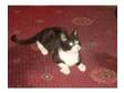 Black & White Male Kitten. Nugget urgently needs a new....