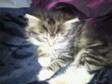 Adorable Kittens,  5 available,  very cute and playful,  9....
