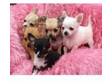 Chihuahua puppies for sale. Litter of Tiny Chihuahua....