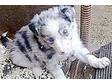 Border Collie,  Blue Merle puppy,  Dog,  wormed & ready....