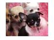 Smooth coat and long coat Chihuahua puppies for sale.....