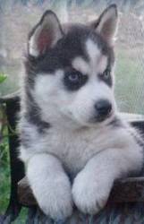 Gorgeous Siberian Husky Puppies For Sale