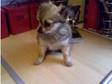 chihuahua boy puppy longcoat. brown tri colour nearly 10....