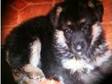 German Shepherd Puppies. GORGEOUS,  CHUNKY PUPPIES FOR....