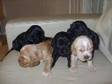 Cocker Spaniel Pups available 23rd Dec,  3x dogs & 2x....