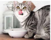 The best cat food,  recommended by a vet
